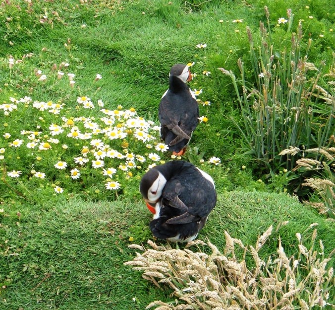 Puffins Skomer Wales Coast