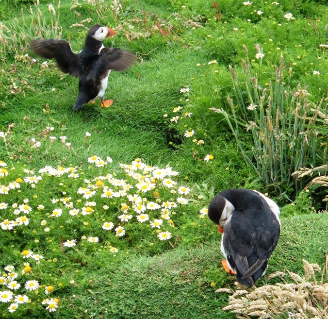 Puffins Skomer Wales Coast