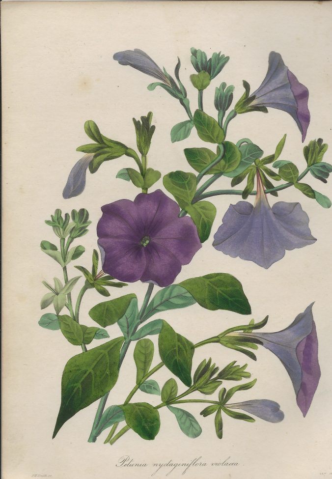 Petunia Nyctaginiflora Violacea - Book and Paper Arts